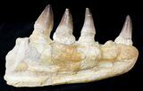 Awesome Mosasaur (Prognathodon) Jaw Section - #23439-1